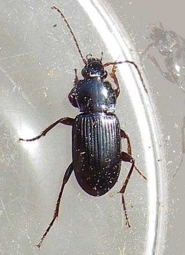 Réf. 251 482 : Pterostichus vernalis